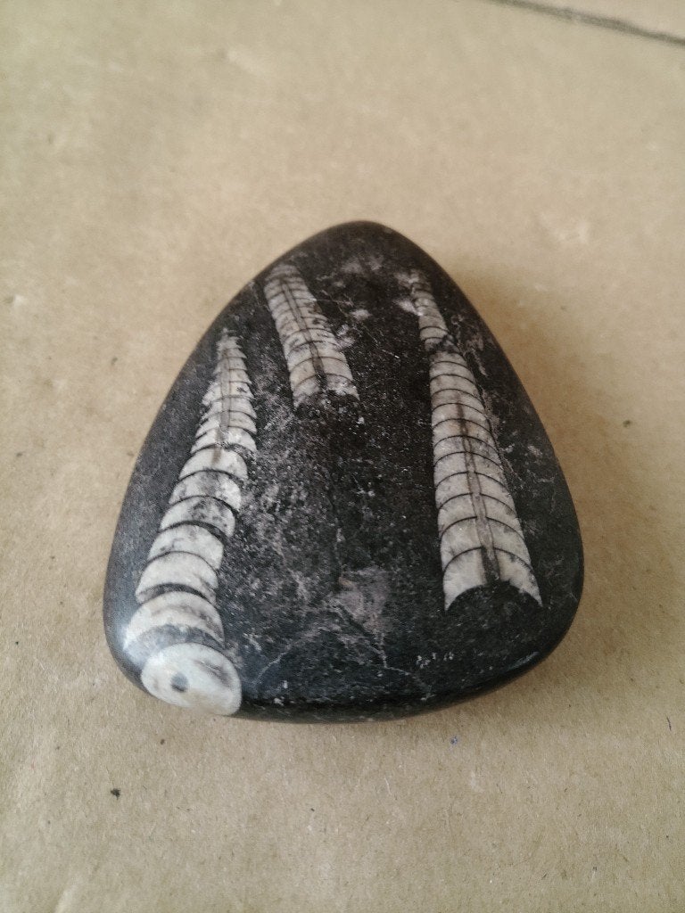 Curiosa bodemvondst Orthoceras fossiel in geslepen steen 8cm, Ophalen of Verzenden, Fossiel