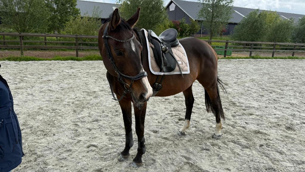 Fijne 18 jarige recreatiemerrie, Dieren en Toebehoren, Paarden, Merrie, 160 tot 165 cm, 11 jaar of ouder, Recreatiepaard