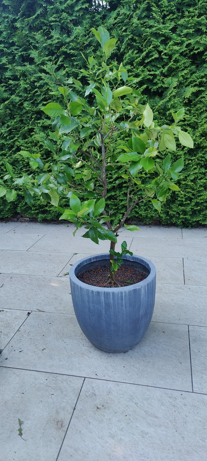 Citroenboom incl pot, Ophalen, Lente, Volle zon, In pot