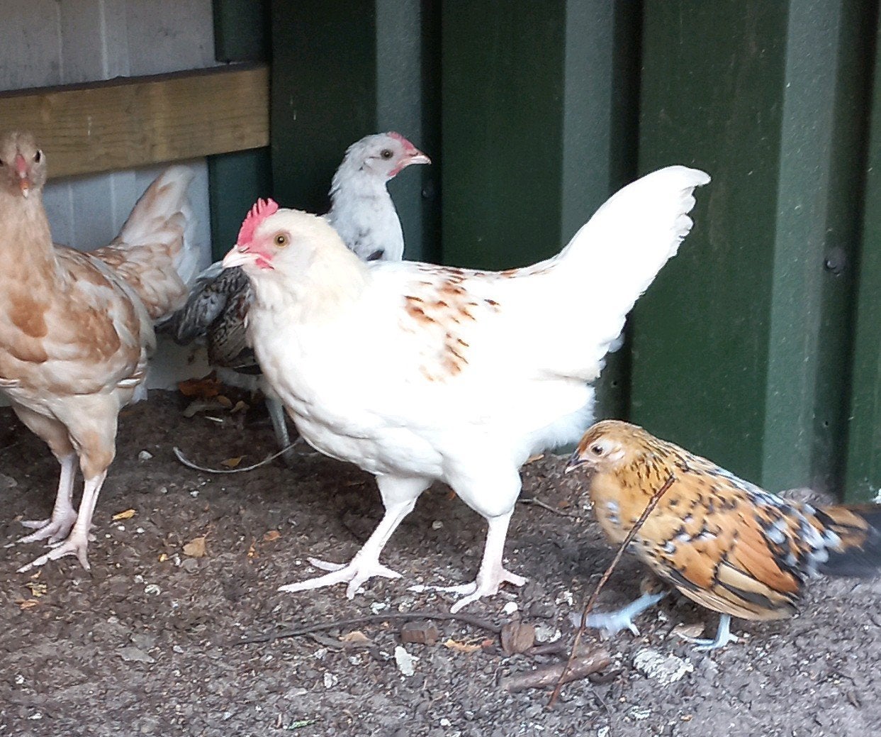 araucana en witte marans haantjes ( groen legger haantjes, Dieren en Toebehoren, Pluimvee, Mannelijk, Kip