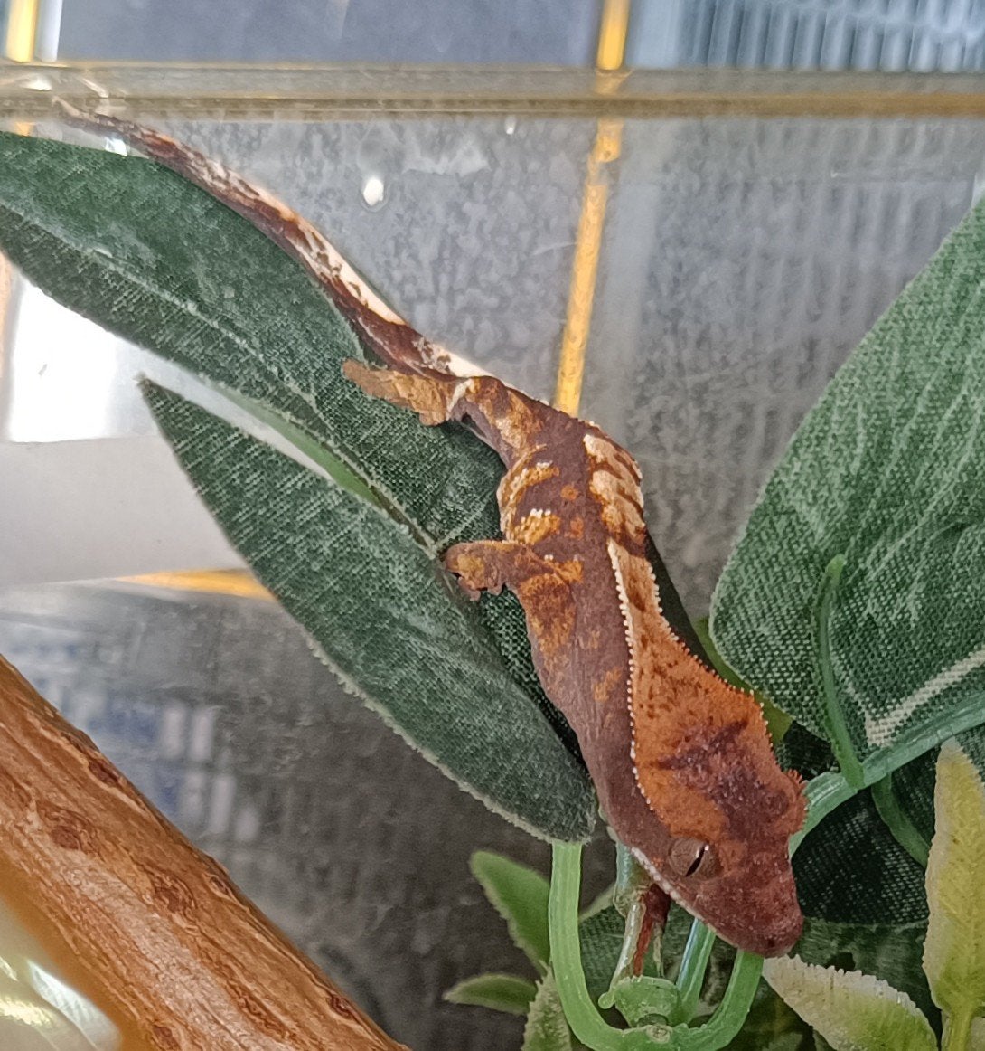 Wimpergekko nakweek 2026 harlequin Crested Gecko photo 6