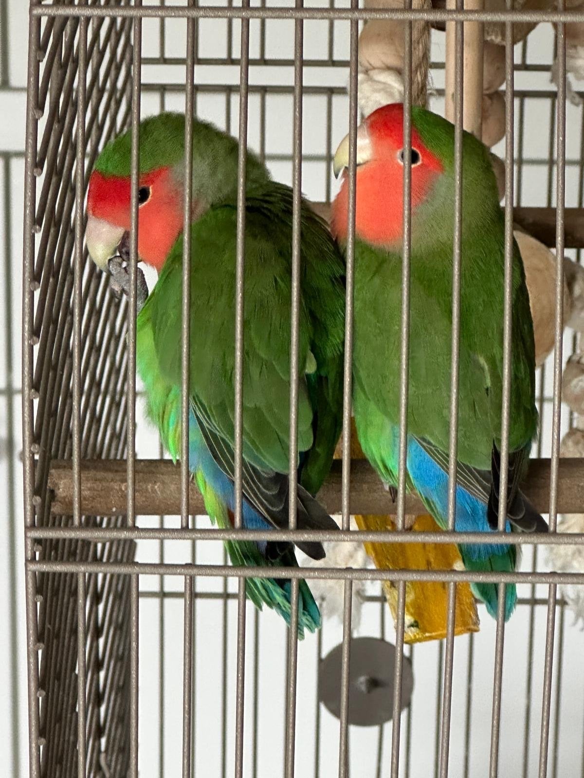 Jong koppel agapornis met kooi, 1 jaar oud, Meerdere dieren, Dwergpapegaai of Agapornis