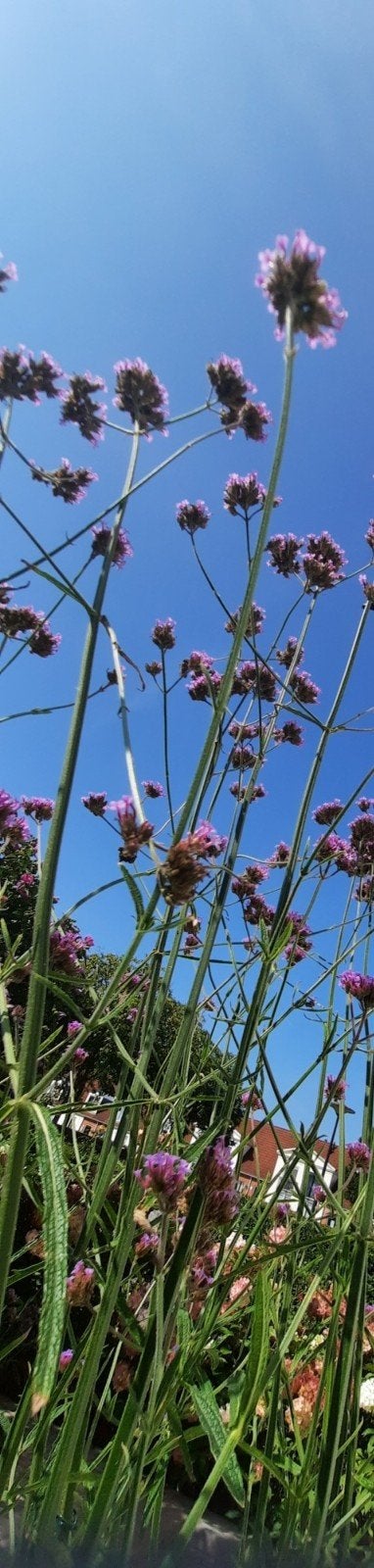 Verbena IJzerhard zaden - Paarse bloemen voor uw tuin, Ophalen of Verzenden, Voorjaar, Volle zon, Zaad