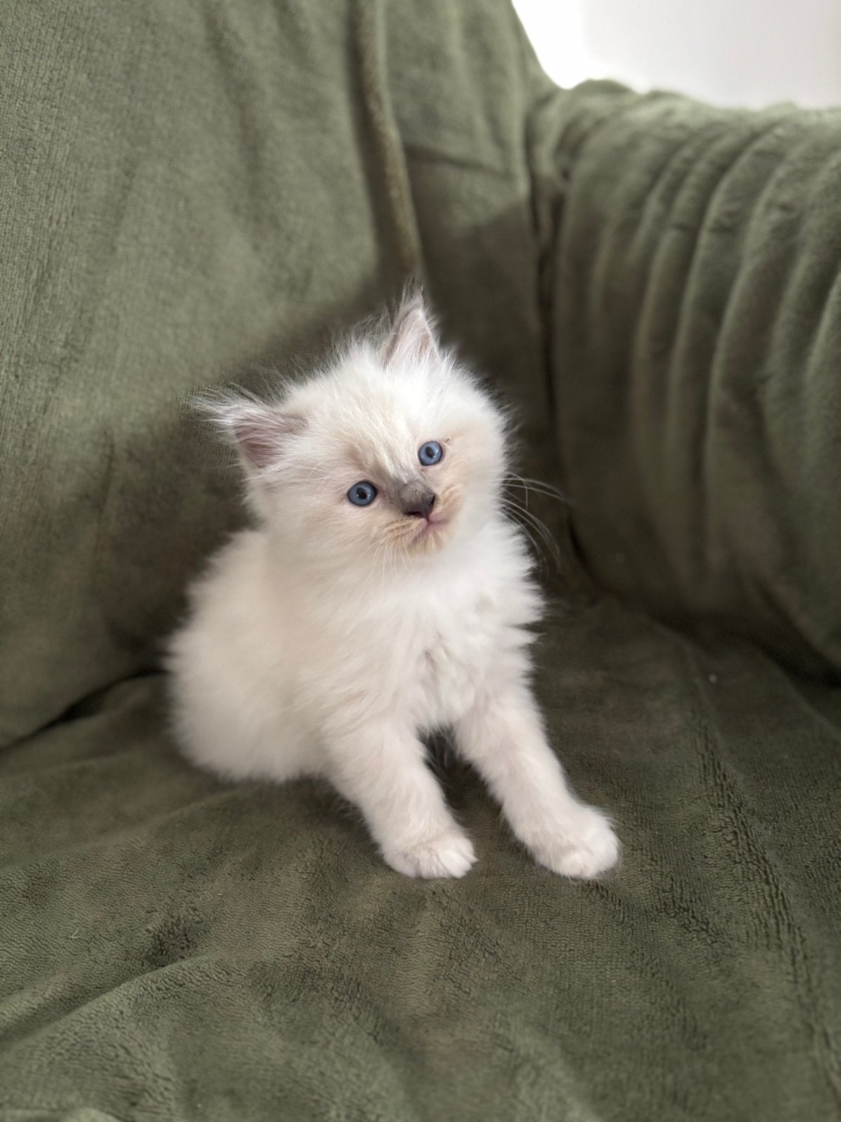 Lieve raszuivere Ragdoll kittens zoeken een gouden mandje!, Meerdere dieren, Gechipt