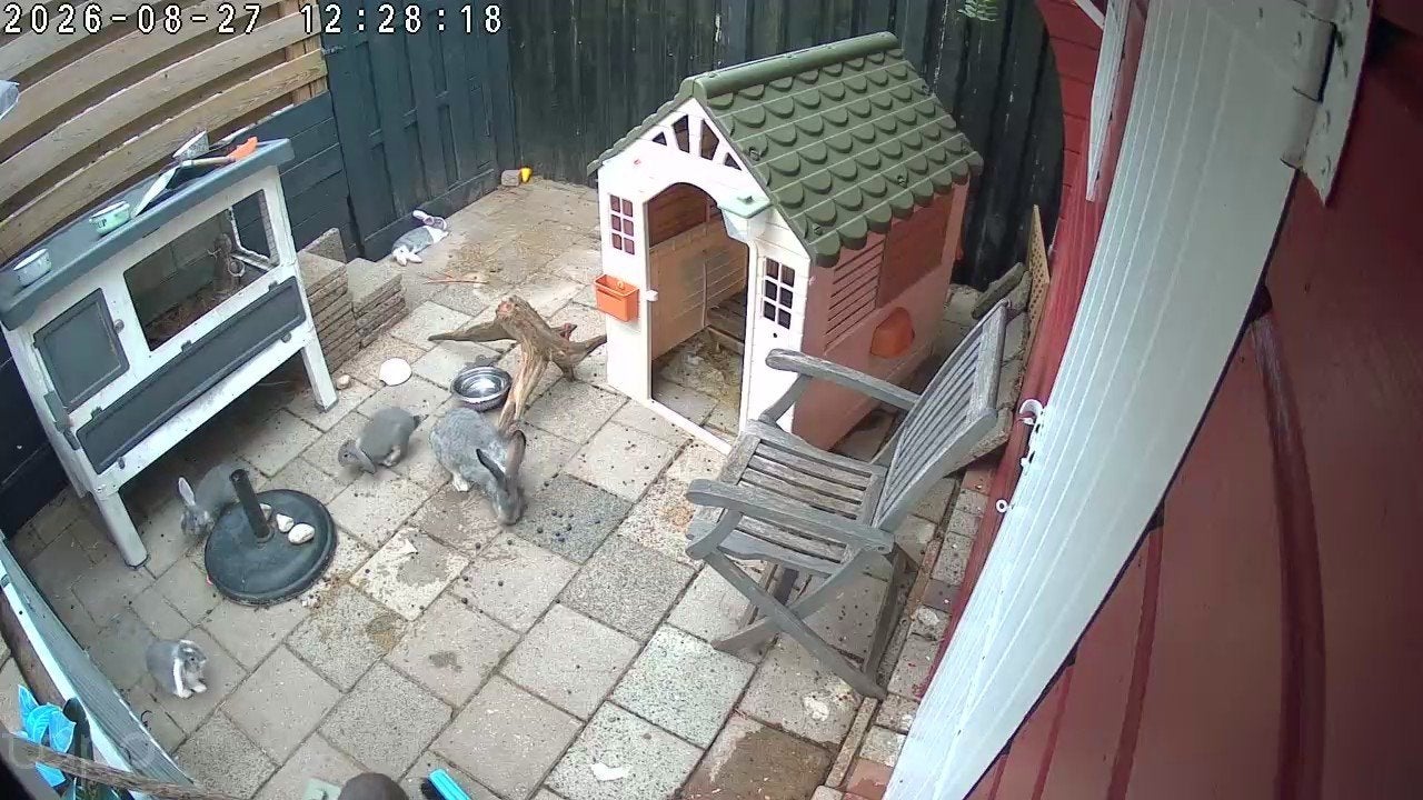 3 jonge konijntjes, Dieren en Toebehoren, Konijnen, Meerdere dieren, Middelgroot