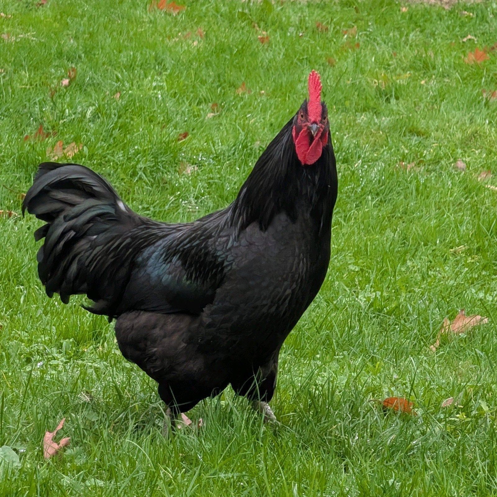 Mooie jonge hanen, Dieren en Toebehoren, Mannelijk, Kip