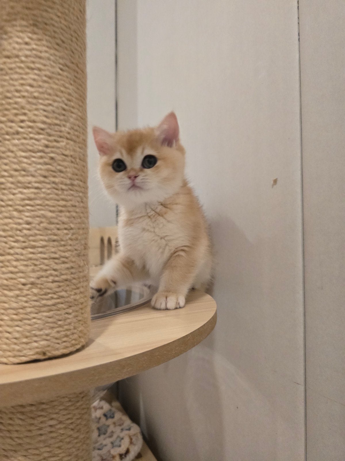 Brits Korthaar poesje (direct ophalen), Dieren en Toebehoren, Katten en Kittens | Raskatten | Korthaar, Poes, Ontwormd
