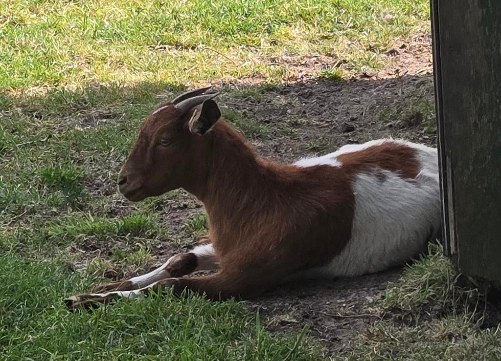 Te koop Dwerggeit geb. 2025, 1 jaar oud., Dieren en Toebehoren, Vrouwelijk, Geit