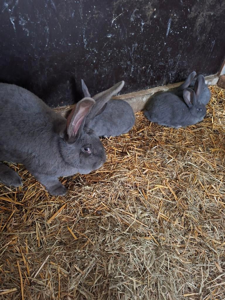 Duitse reuzen, Meerdere dieren, Groot