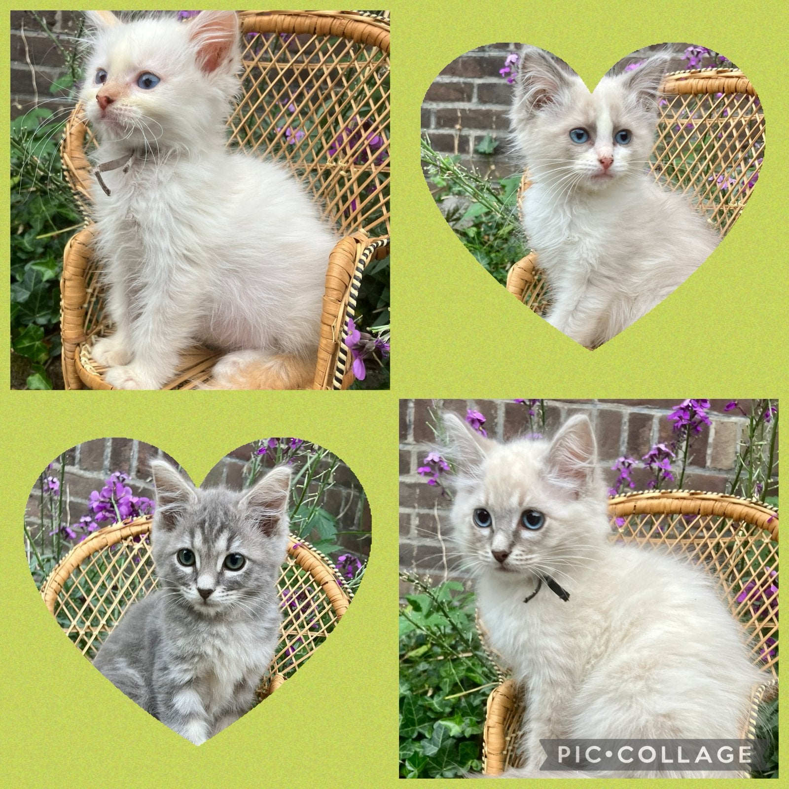 Schattige ragdoll kittens incl enting/chip/paspoort, Meerdere dieren, Gechipt, 0 tot 2 jaar