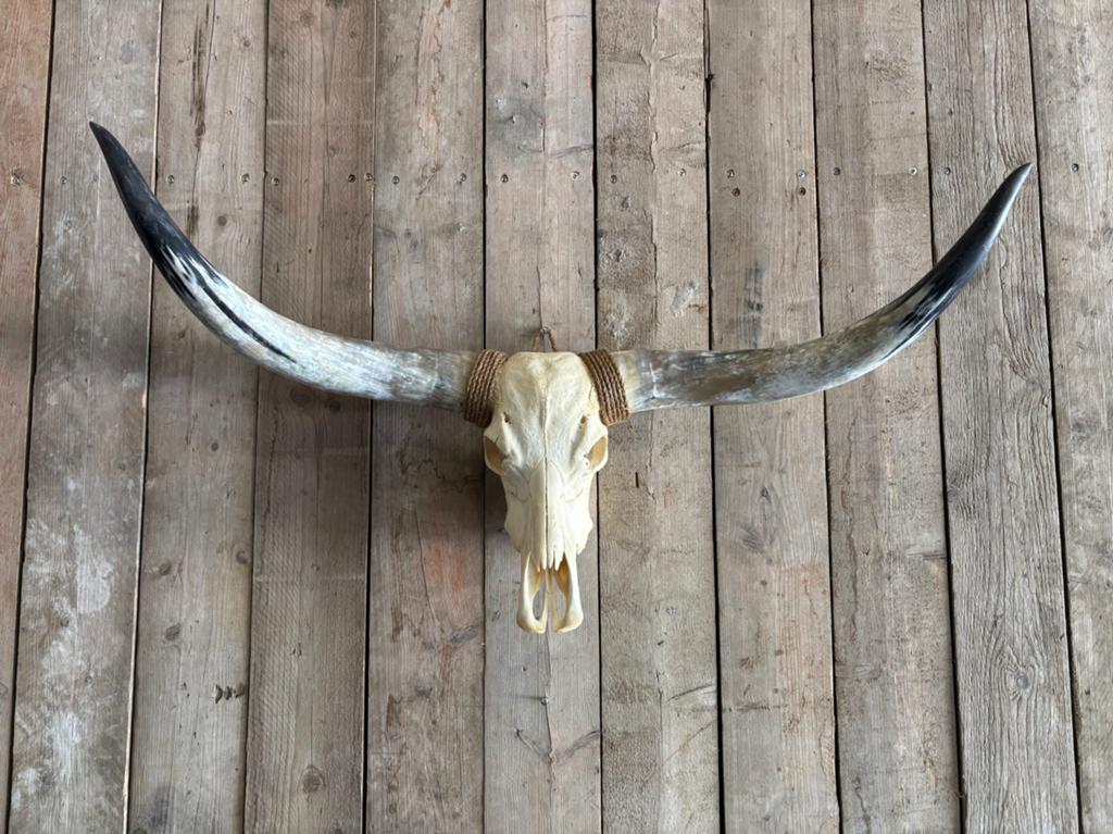 Mooie stoere Longhorn schedel! (met geschuurde hoorns), Ophalen, Nieuw, Overige soorten, Schedel
