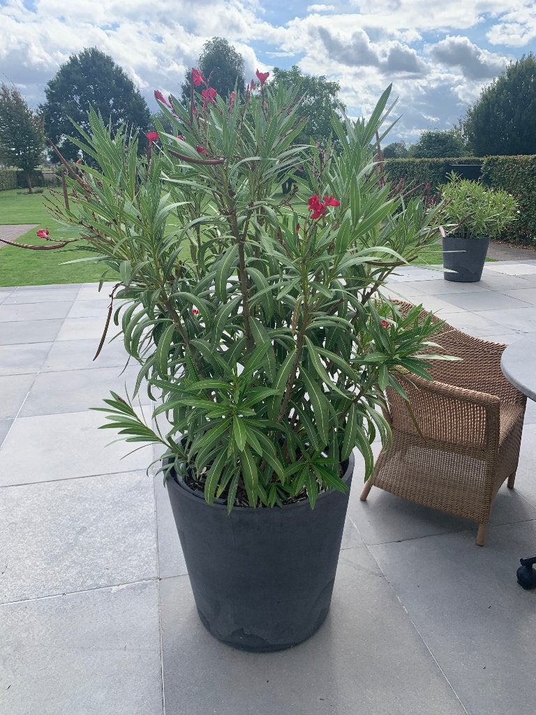 4 oleanders met plantenbak, Volle zon, Vaste plant, Zomer, Ophalen