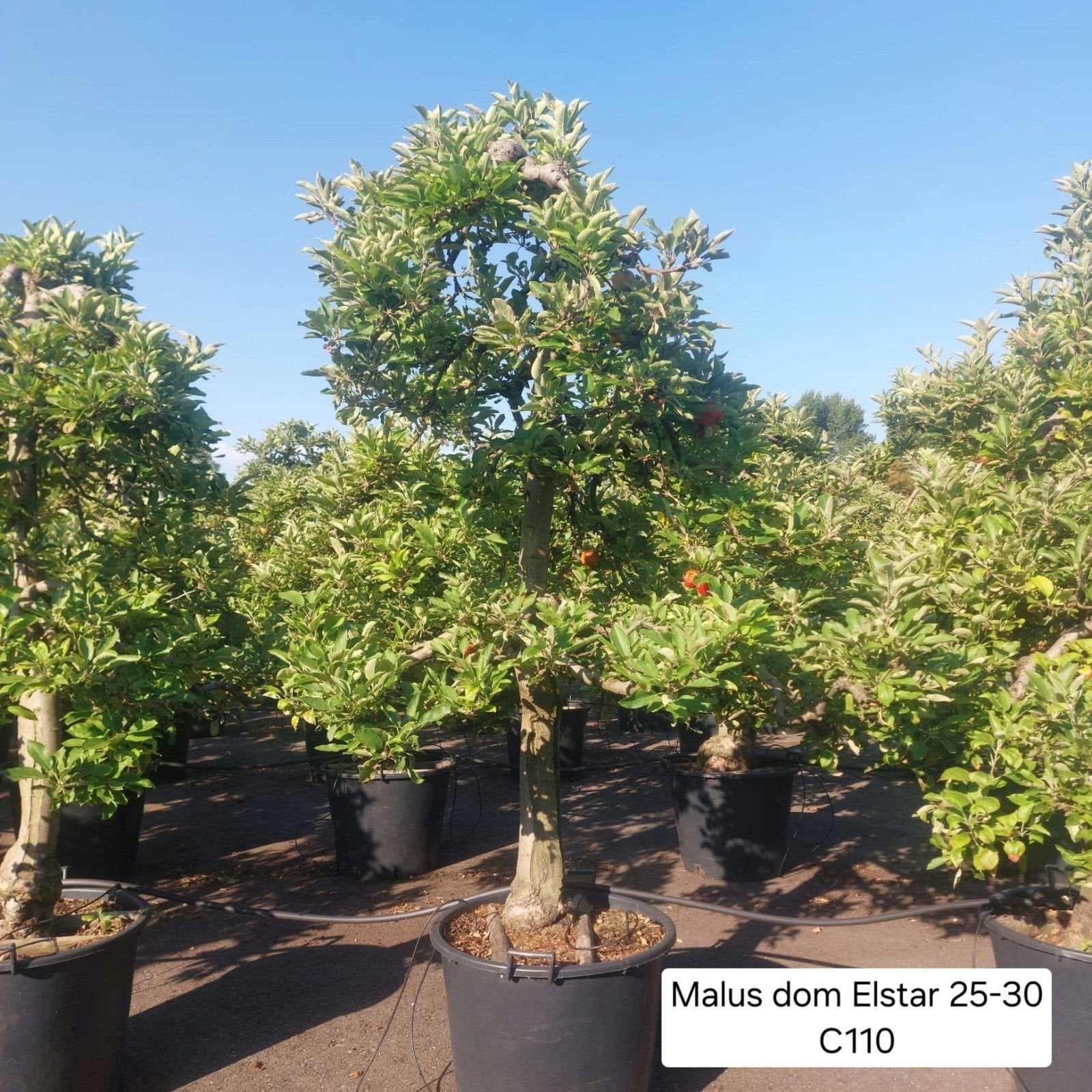 Oude karakteristieke laagstam Elstar appelboom, Lente, In pot, Ophalen of Verzenden, Halfschaduw