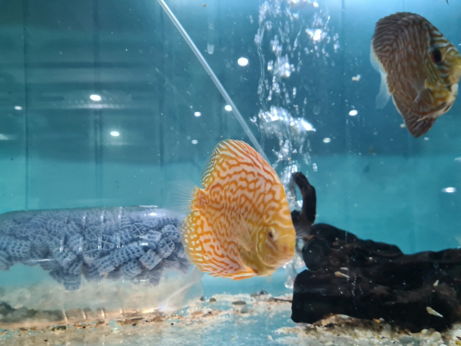 Albino Leopard Discus, Dieren en Toebehoren, Vis, Zoetwatervis