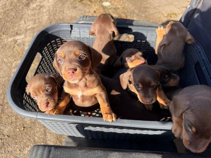 Chocolade bruine teckelpups Reutjes, Dieren en Toebehoren, Honden | Teckels en Dashonden, Meerdere dieren, Korthaar, Standaard