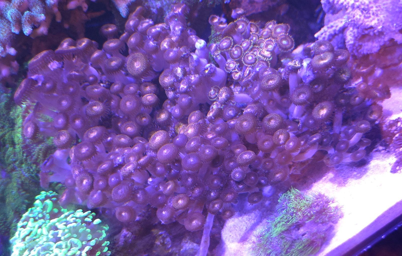 Palythoa / button polyps op steen, Dieren en Toebehoren, Vissen | Aquariumvissen, Overige typen