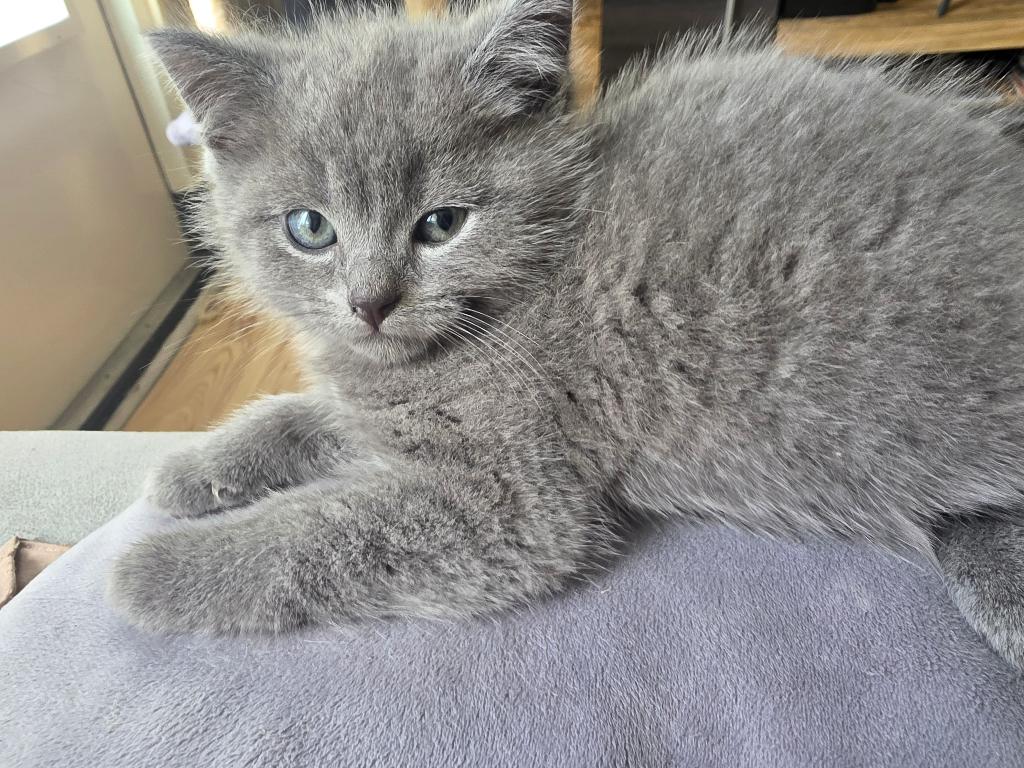 Britse korthaar kittens te koop, Meerdere dieren, Ontwormd