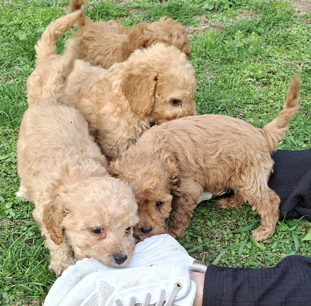 Pups unieke kruising Australian cobberdoodle x poedel, Overige rassen, 8 tot 15 weken, CDV (hondenziekte), Meerdere