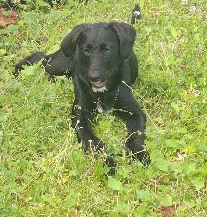 Leuk, super gezond doodle pupje (poedel x boerenfox), Dieren en Toebehoren, Honden | Chihuahua's en Gezelschapshonden, Parvo, 15 weken tot 1 jaar