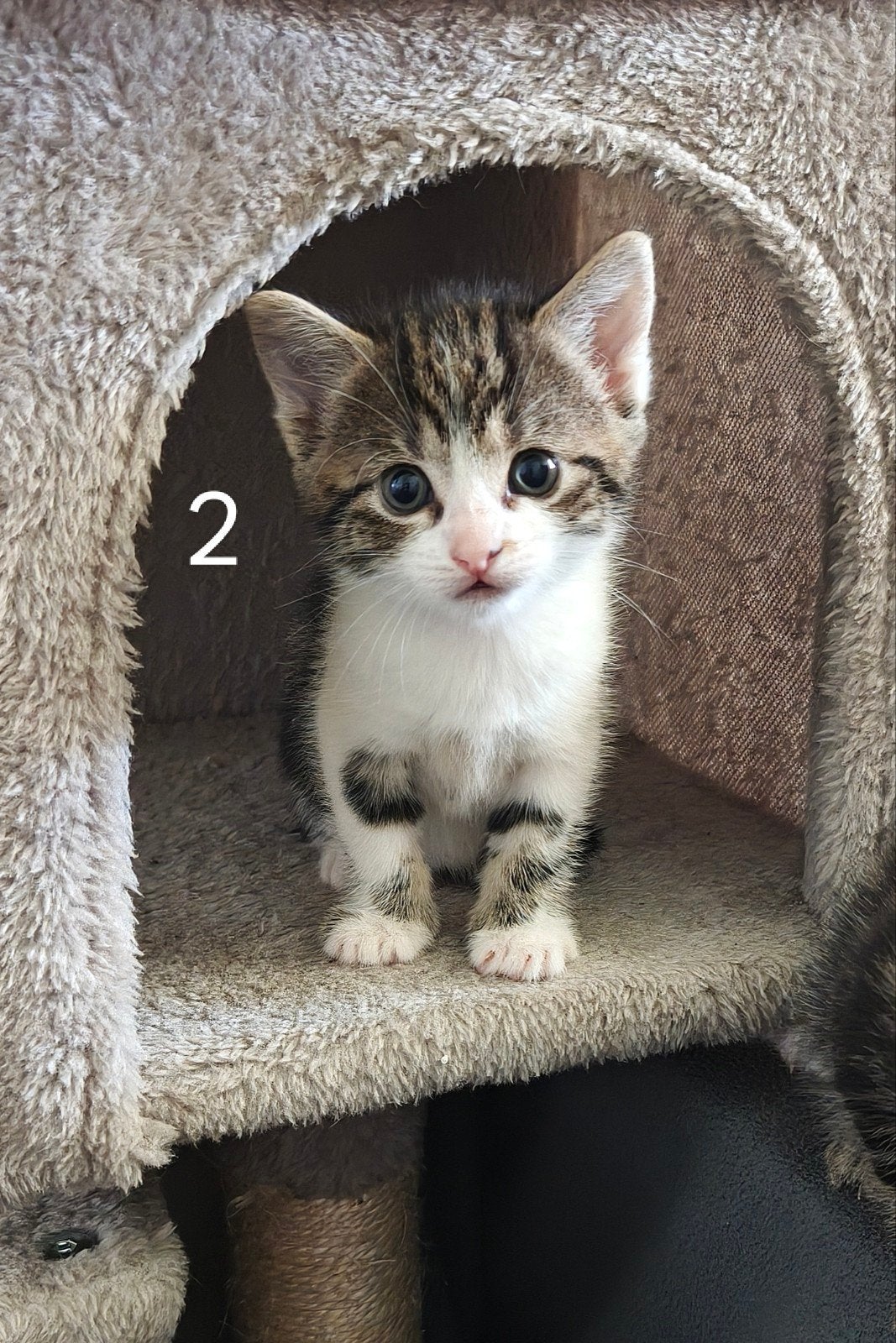 4 prachtige, lieve kittens (Alleen poesje 2 nog beschikbaar), Meerdere dieren