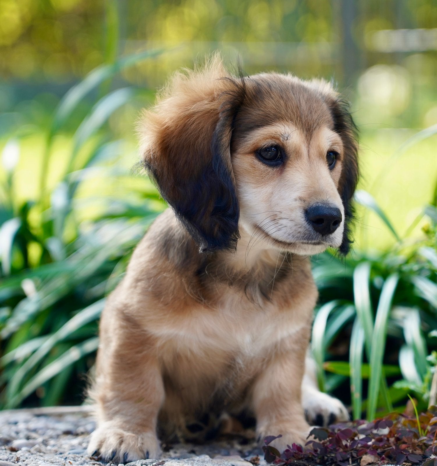 Mooie Langharige Dwerg Teckel pups, Parvo, Nederland, 8 tot 15 weken, Dwerg