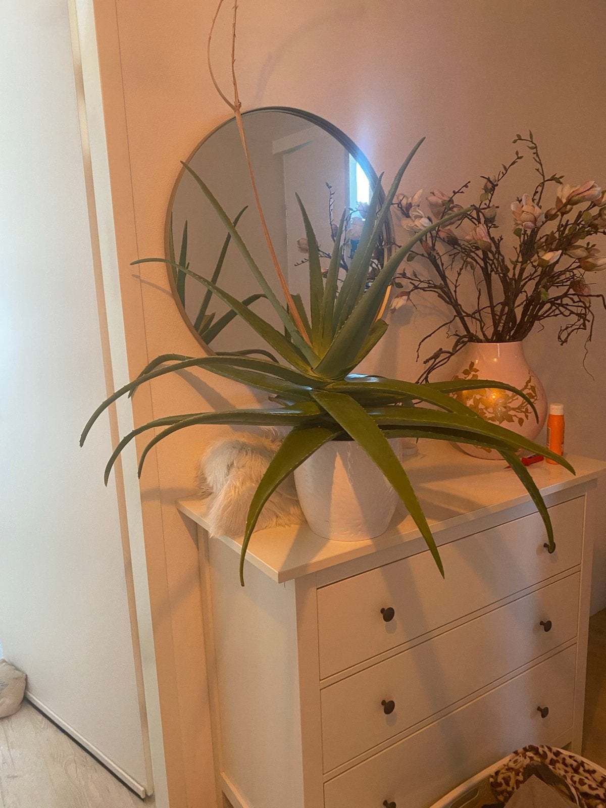 Mega Grote Aloë Vera plant (excl. pot), Huis en Inrichting, Kamerplanten, Ophalen, Vetplant, 100 tot 150 cm, In pot