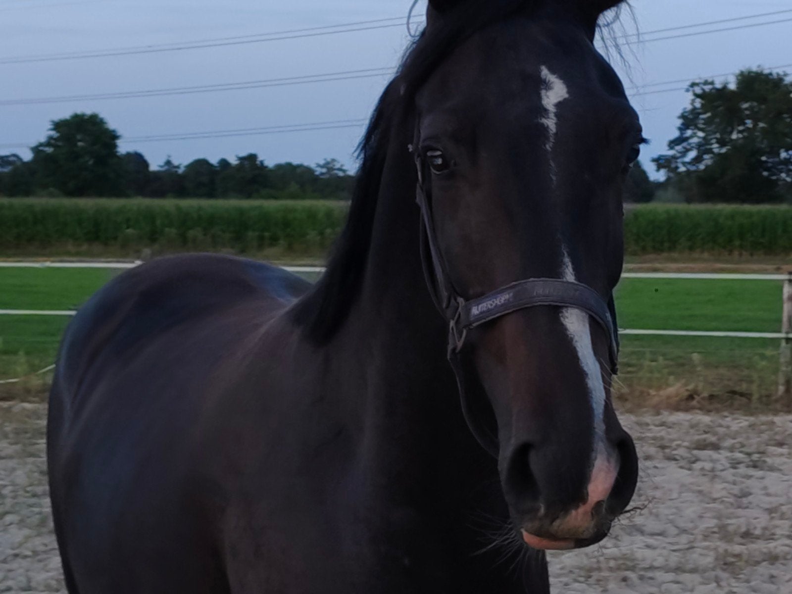 3 jarige Nick Wimphof x Briljant, Met stamboom, Ruin, Dressuurpaard, 3 tot 6 jaar
