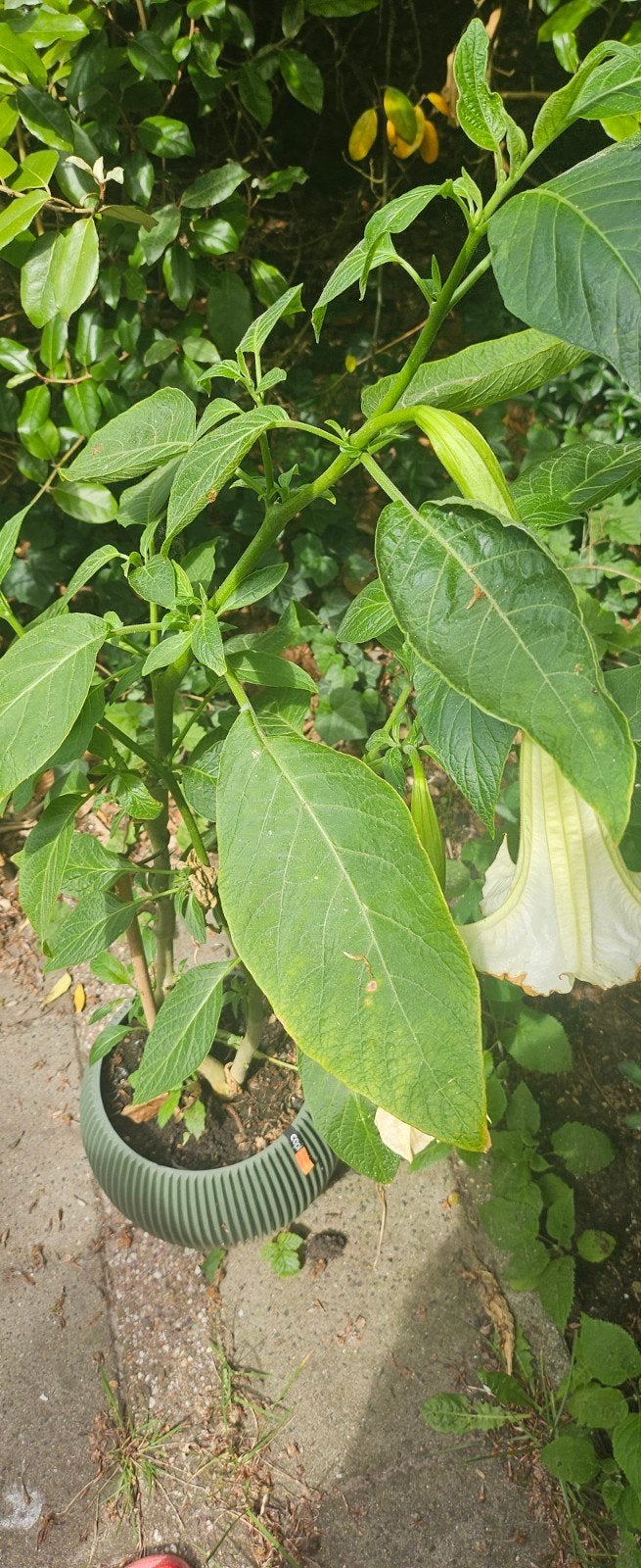 Brugmansia wit, Tuin en Terras, Volle zon, Vaste plant, Zomer, Ophalen