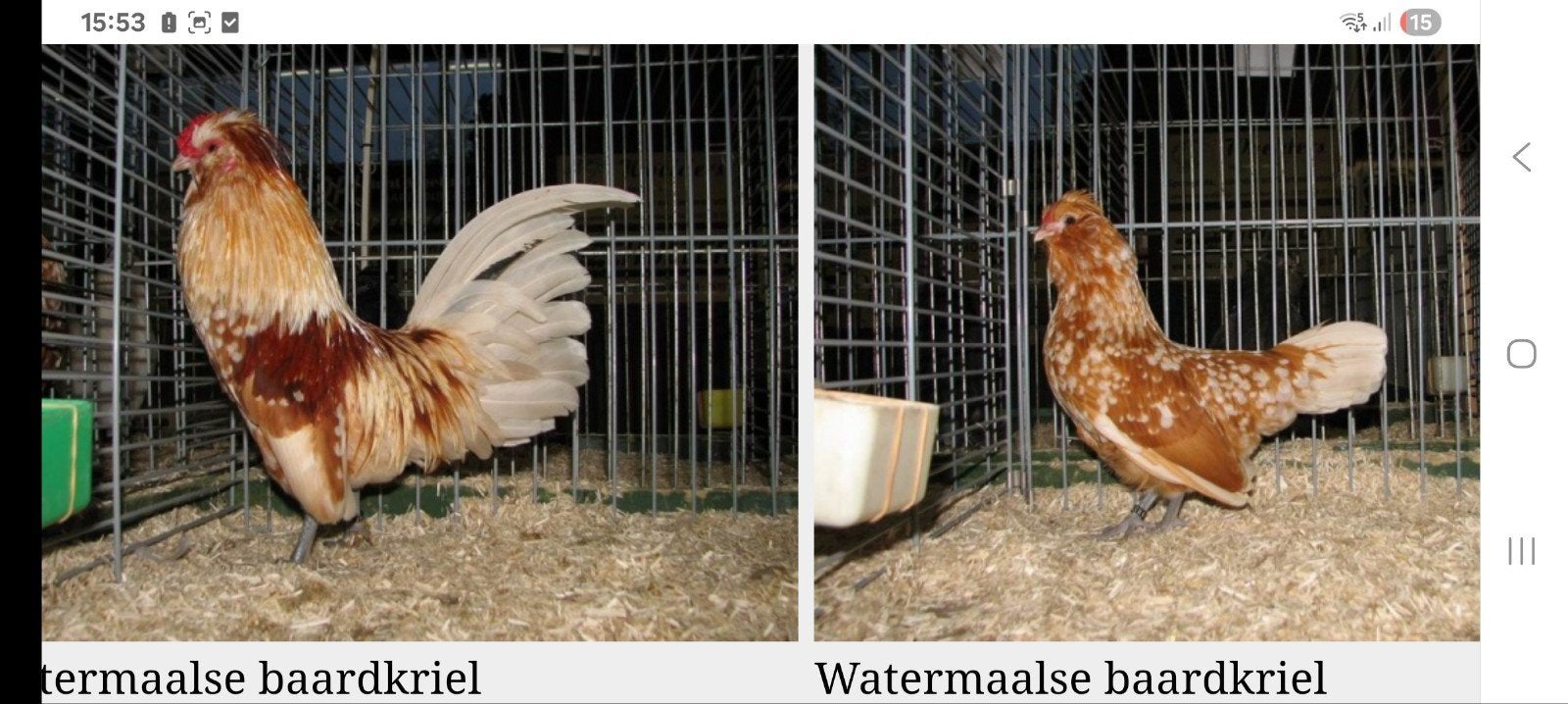 gezocht broedeieren watermaalse baardkriel, Dieren en Toebehoren, Meerdere dieren, Kip
