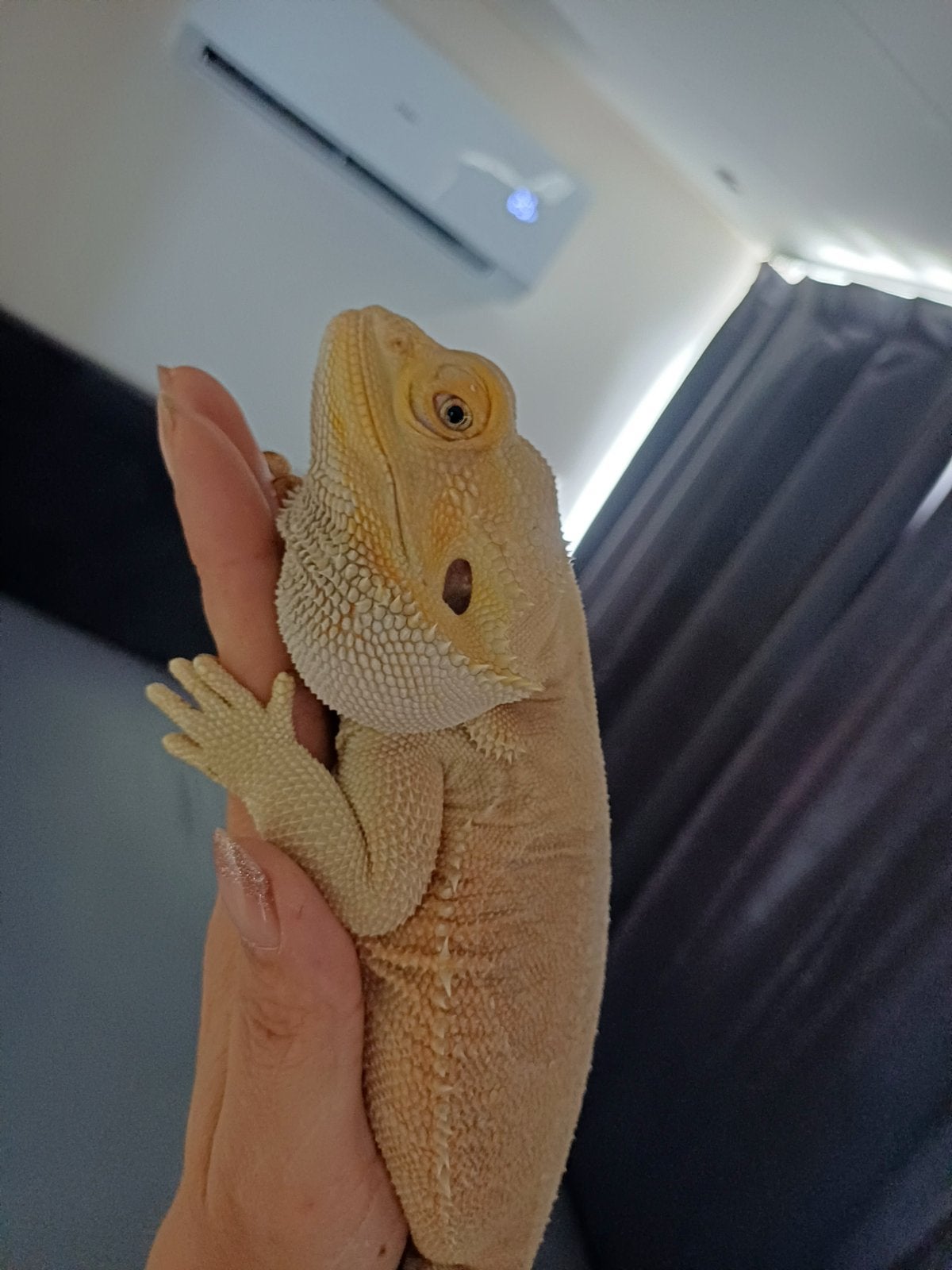 Witblits Dunner Leatherback het Hypo poss. het Zero man, Dieren en Toebehoren, Reptielen en Amfibieën, Hagedis, Tam, 3 tot 6 jaar