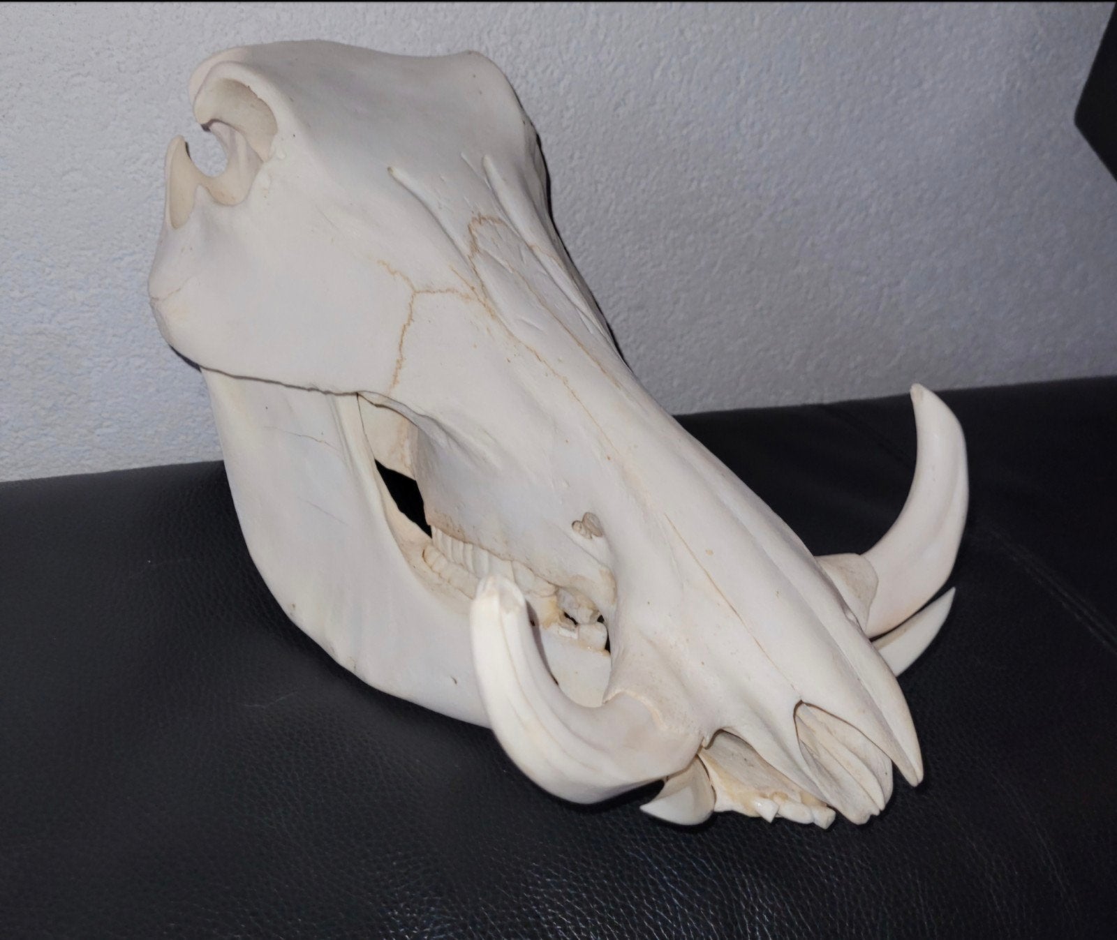Schedel Afrikaans Wrattenzwijn Warhog skull Taxidermie., Ophalen of Verzenden, Wild dier, Schedel