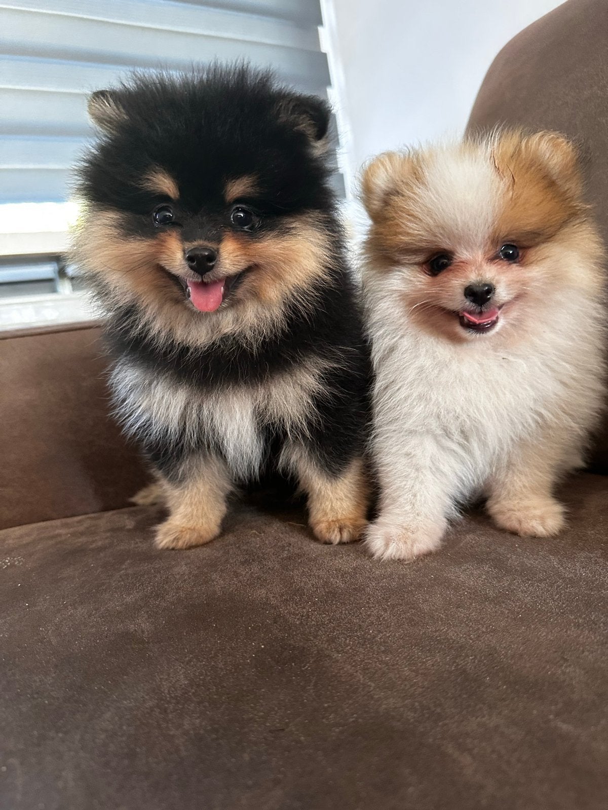 Twee lieve Pomeranian reutjes zoeken een liefdevol thuis, Dieren en Toebehoren, Keeshond, Reu, 8 tot 15 weken, Meerdere