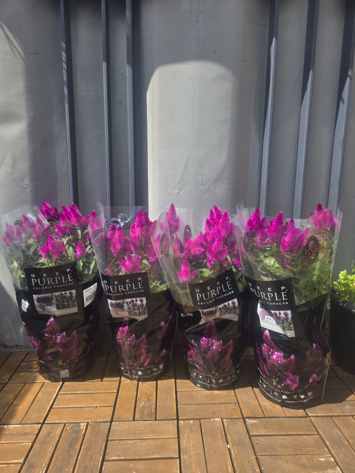 Celosia Deep Purple Caracas - Prachtige Paarse Planten, Ophalen, Vaste plant, Overige soorten, Volle zon