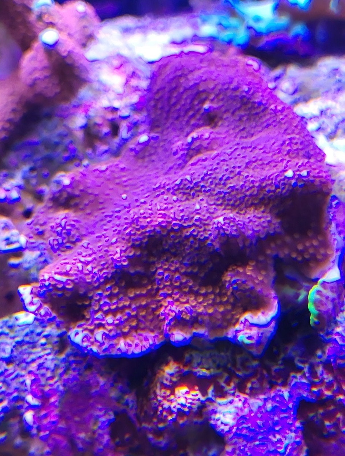 Montipora superman, Dieren en Toebehoren, Vissen | Aquariumvissen, Vis