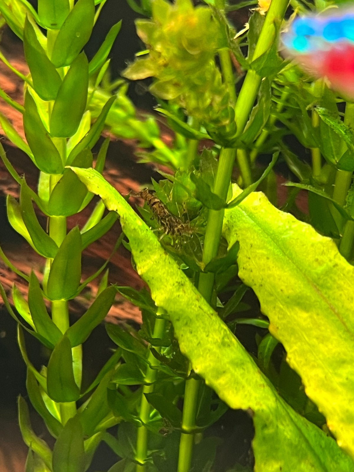 Mooie wildkleur garnalen, Dieren en Toebehoren, Vissen | Aquariumvissen, Kreeft, Krab of Garnaal, Zoetwatervis, Schoolvis