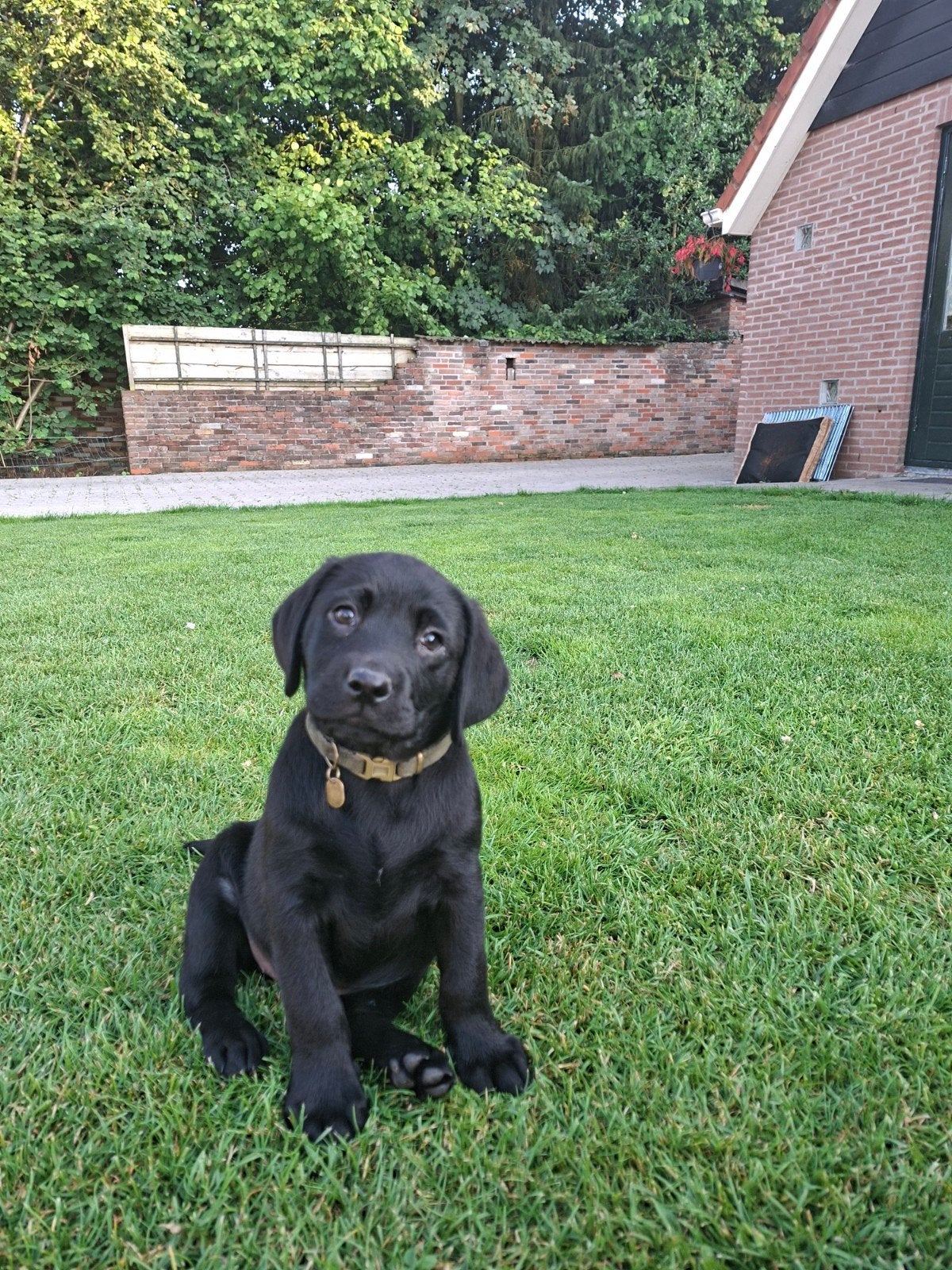 Nog 1 raszuiver labrador teefje, Parvo, Nederland, 8 tot 15 weken, Teef