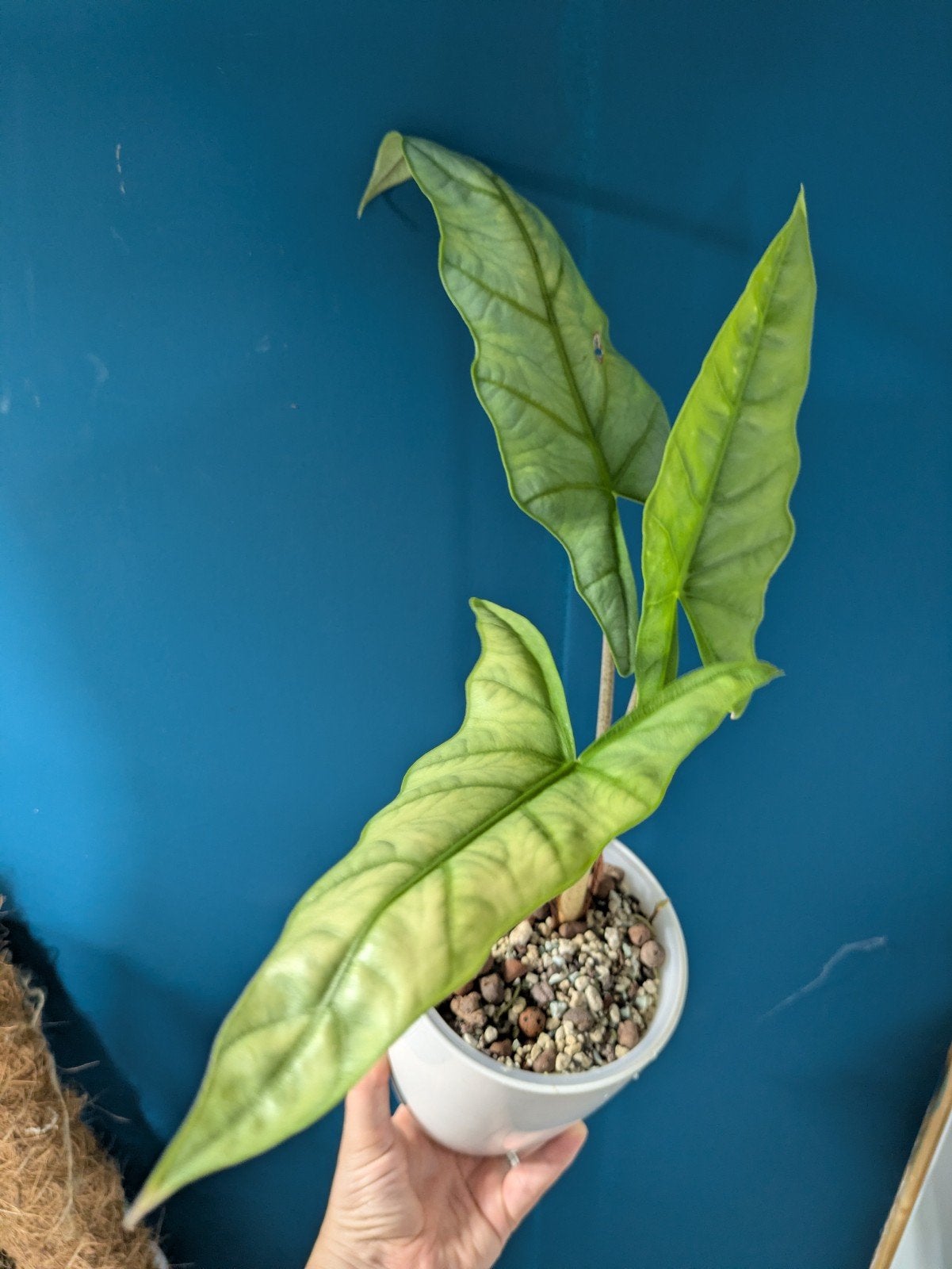 Alocasia Heterophylla Dragon Breath plantje, Ophalen of Verzenden, Halfschaduw, Minder dan 100 cm