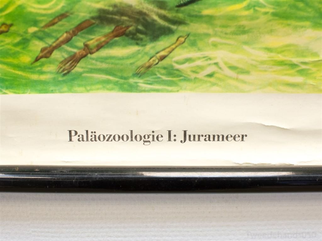 Schoolplaat vintage zeedieren 92249, Ophalen of Verzenden