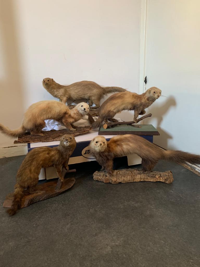 Opgezette dieren verzameling taxidermie, Verzamelen, Ophalen of Verzenden, Gebruikt, Vogel, Opgezet dier