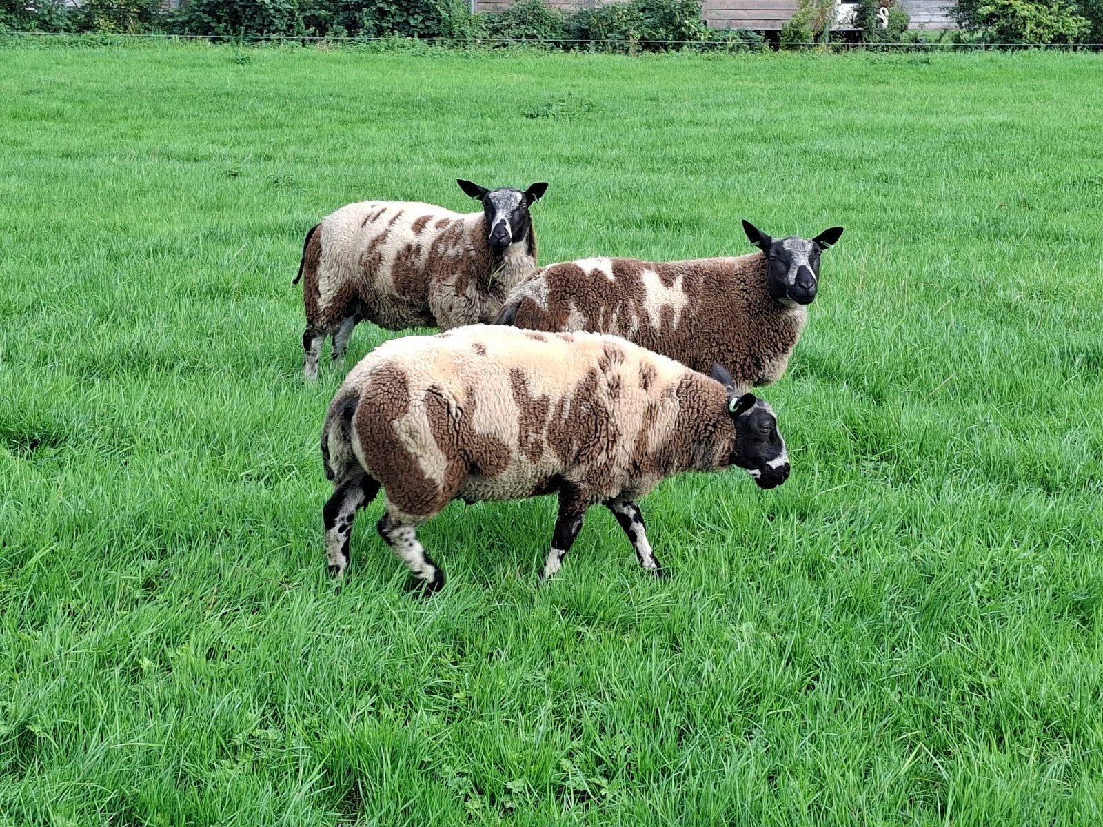 zwoegervrije bonte dekrammen, Dieren en Toebehoren, Mannelijk, Schaap