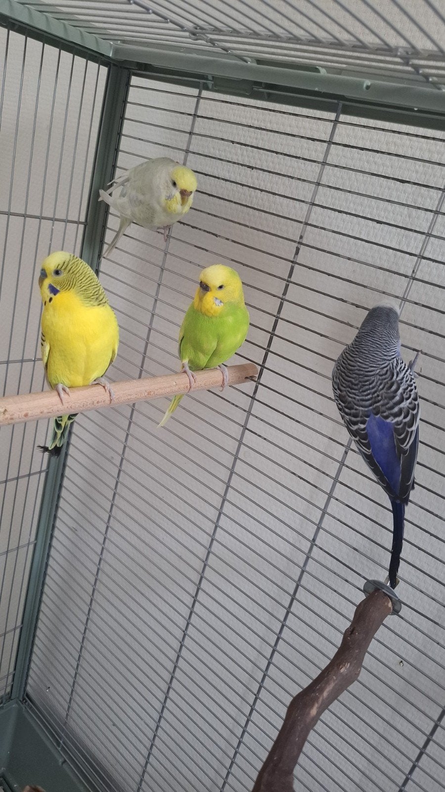 5 sterren huisje gezocht voor 4 lieve grasparkieten, Dieren en Toebehoren, Vogels | Parkieten en Papegaaien, Meerdere dieren, Parkiet