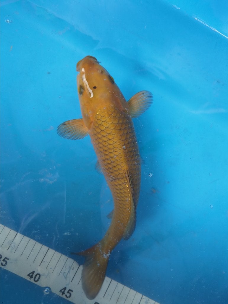Japanse koi Chagoi 31 cm, Karper of Koi