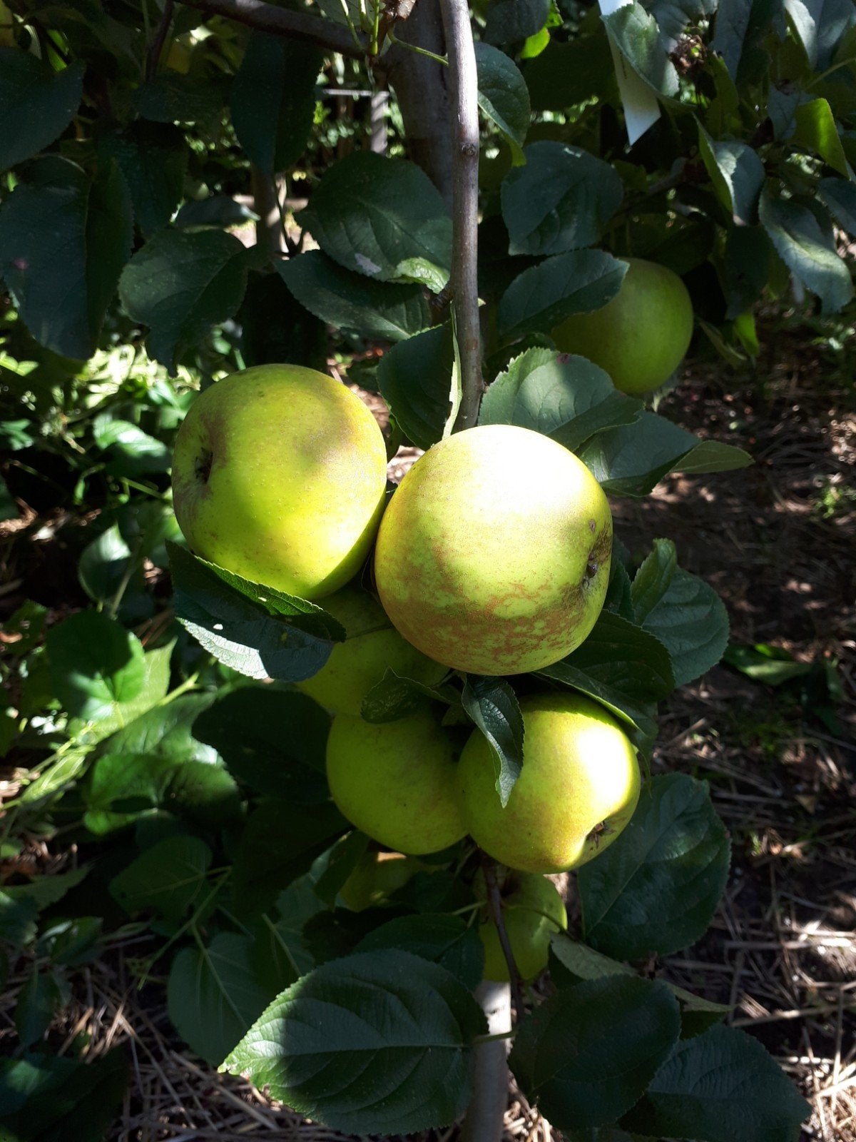 Fruitboompjes geënt appel, peer, meidoorn, japanse wolmispel, Tuin en Terras, Ophalen, Minder dan 100 cm, Lente, Overige soorten