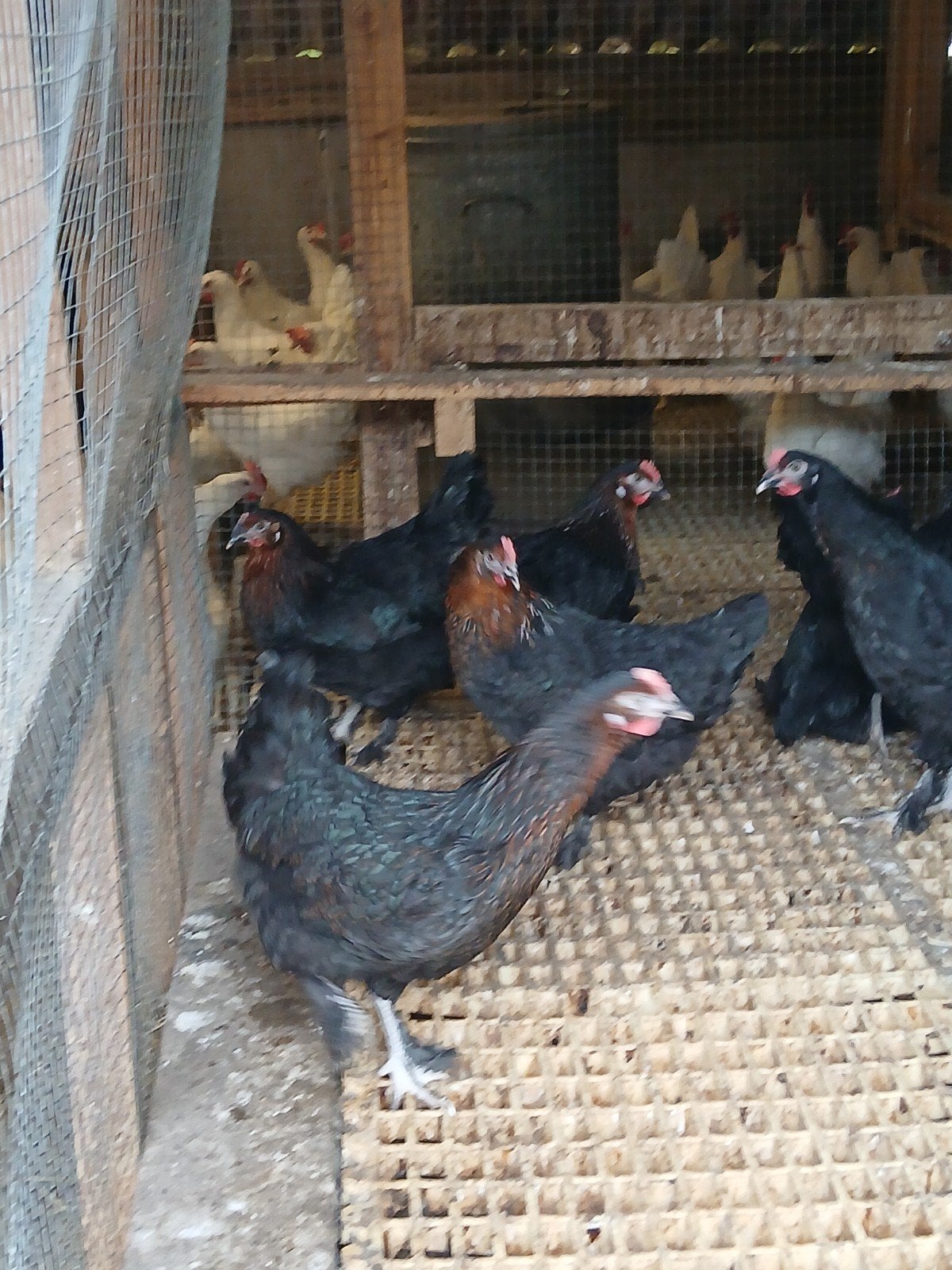 Mooie marans hennen te koop tegen de leg, Dieren en Toebehoren, Vrouwelijk, Kip