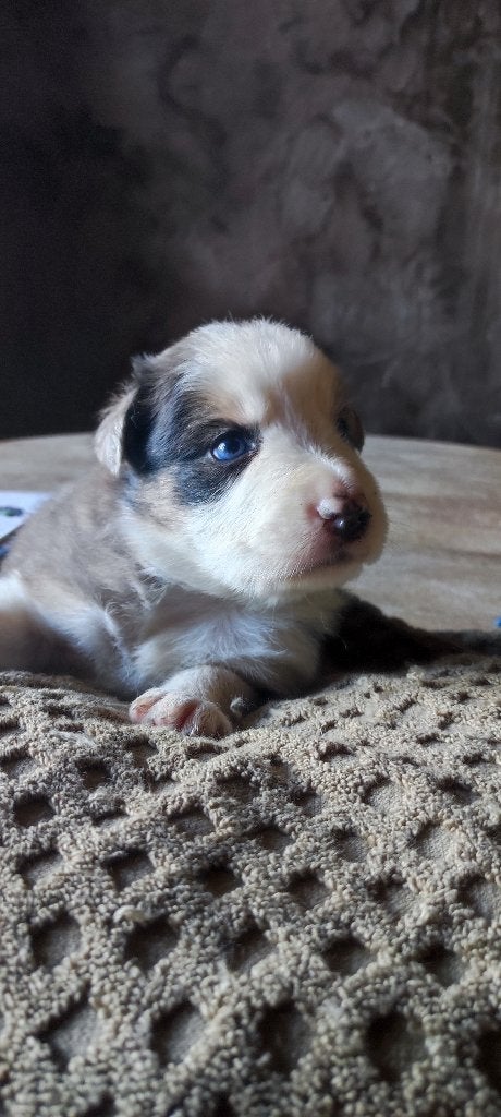 Border Collie Australian Shepherd pups, Dieren en Toebehoren, 8 tot 15 weken, Collie, Meerdere, Meerdere dieren