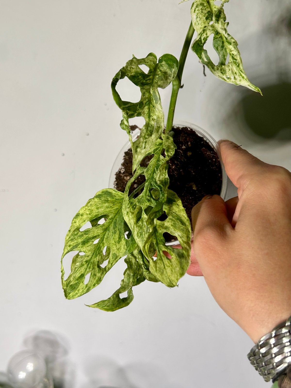 Monstera Frozen Freckles - Zeldzame Variegata Stek, Overige soorten, In pot, Minder dan 100 cm, Groene kamerplant