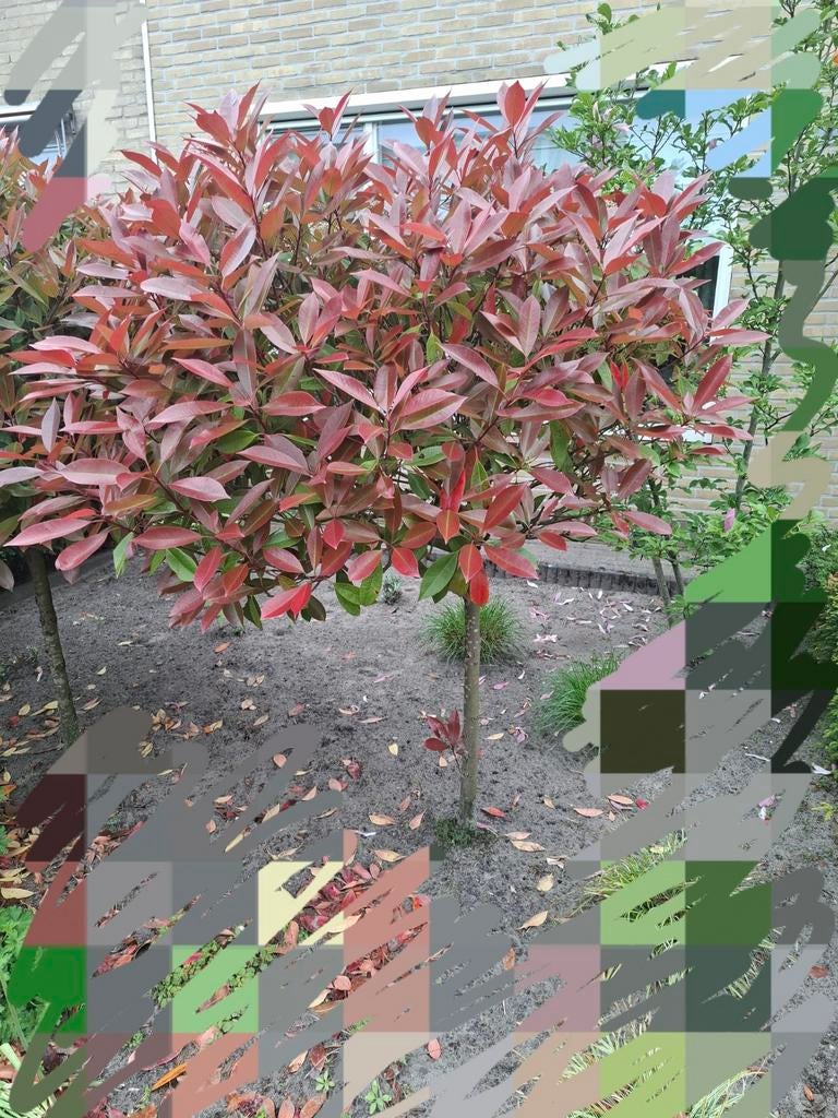Mooie boom 'Red Robin' met rode bladeren, 180 cm hoog, Tuin en Terras, Planten | Bomen, Ophalen, Overige soorten, 100 tot 250 cm