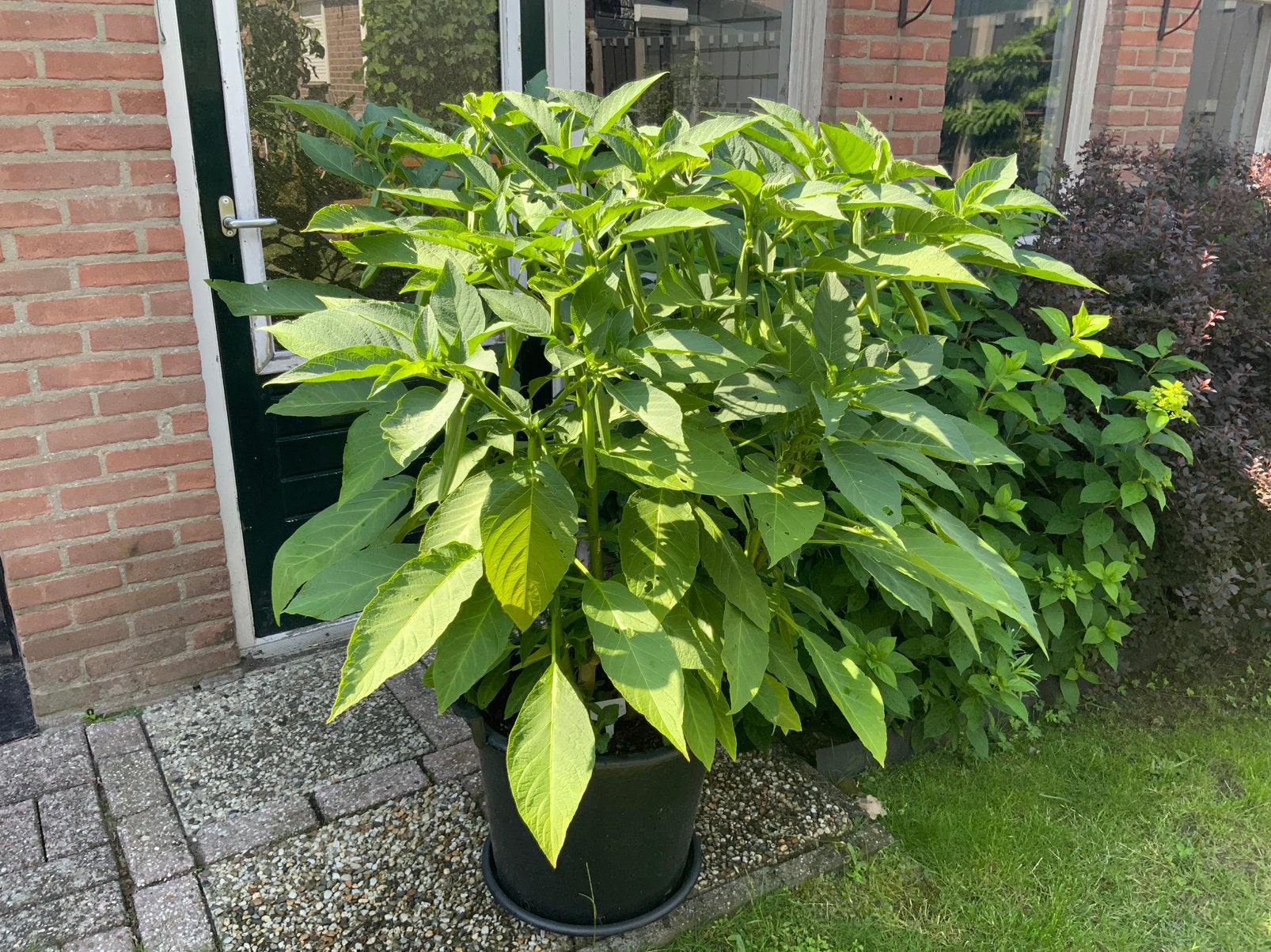 Brugmansia roze, Tuin en Terras, Planten | Tuinplanten, Ophalen, Overige soorten, Volle zon