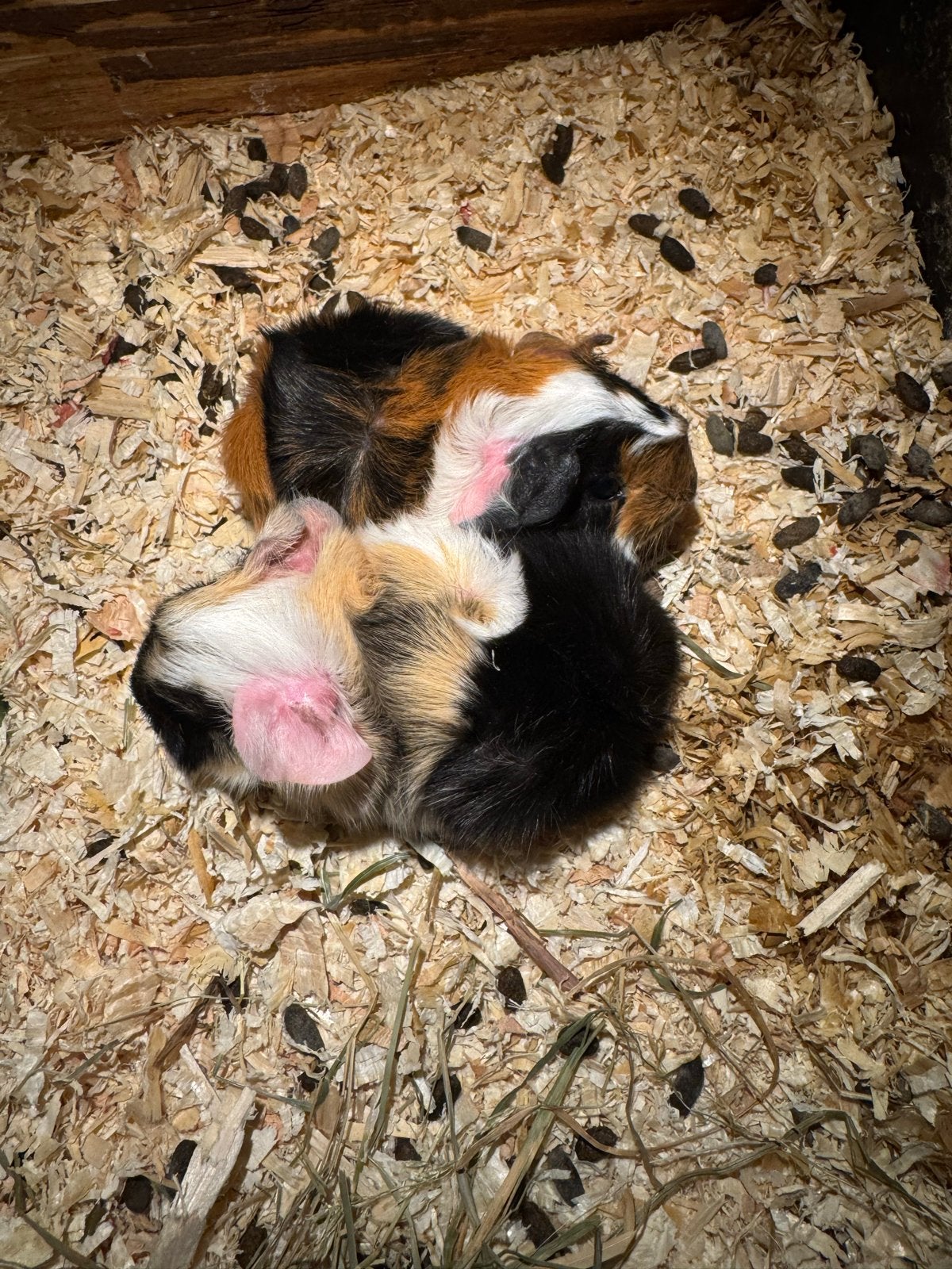 Twee cavia broertjes van 7 maanden oud, Dieren en Toebehoren, Maart, Mannelijk, Cavia