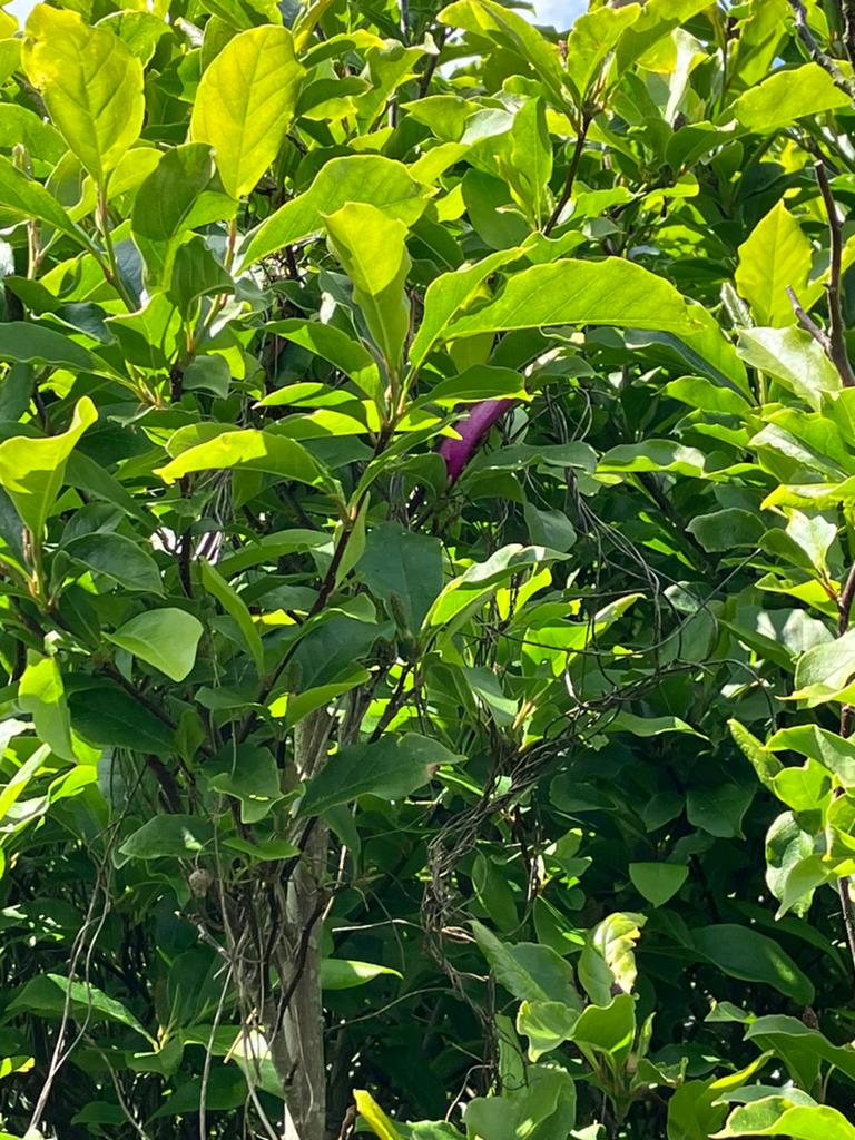 Magnolia susan, Tuin en Terras, Ophalen of Verzenden, Lente, Volle zon, Overige soorten
